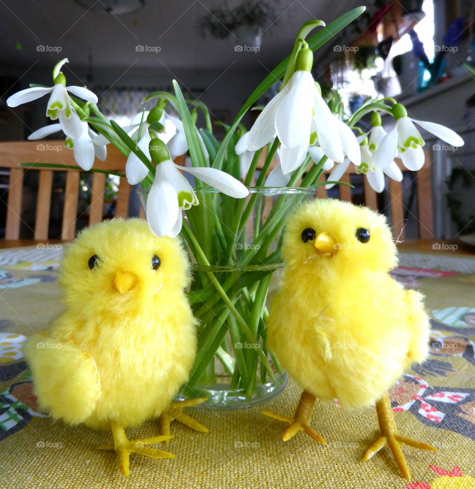 snowdrops in a vase