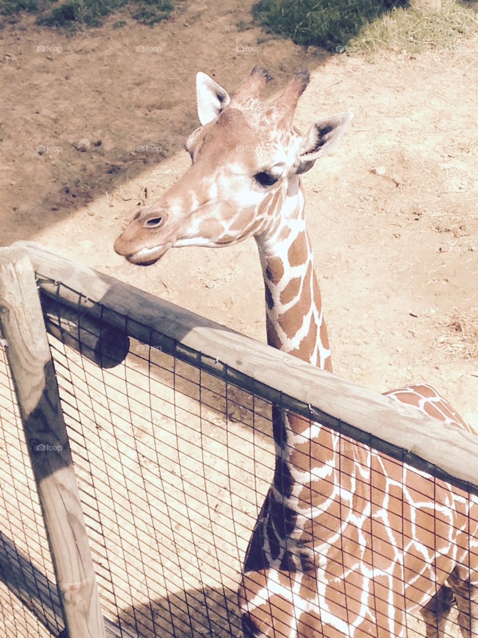 Zoo giraffes 