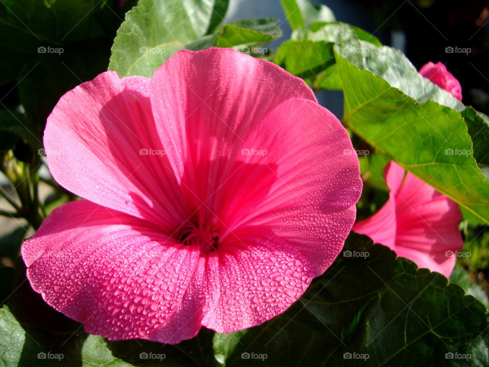 Flowers For You! 💗