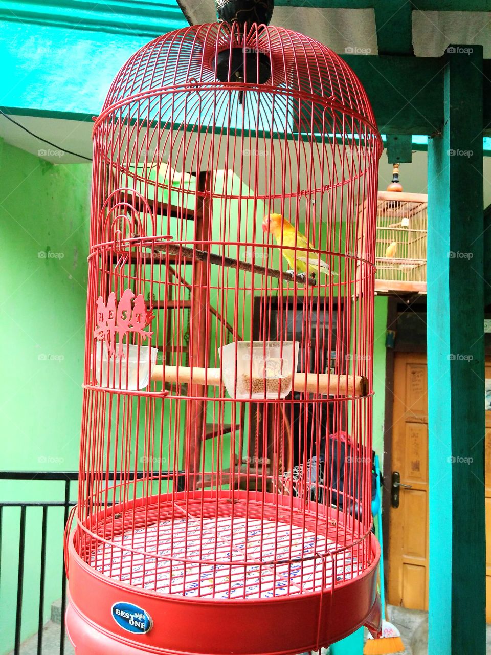 Bird home color full