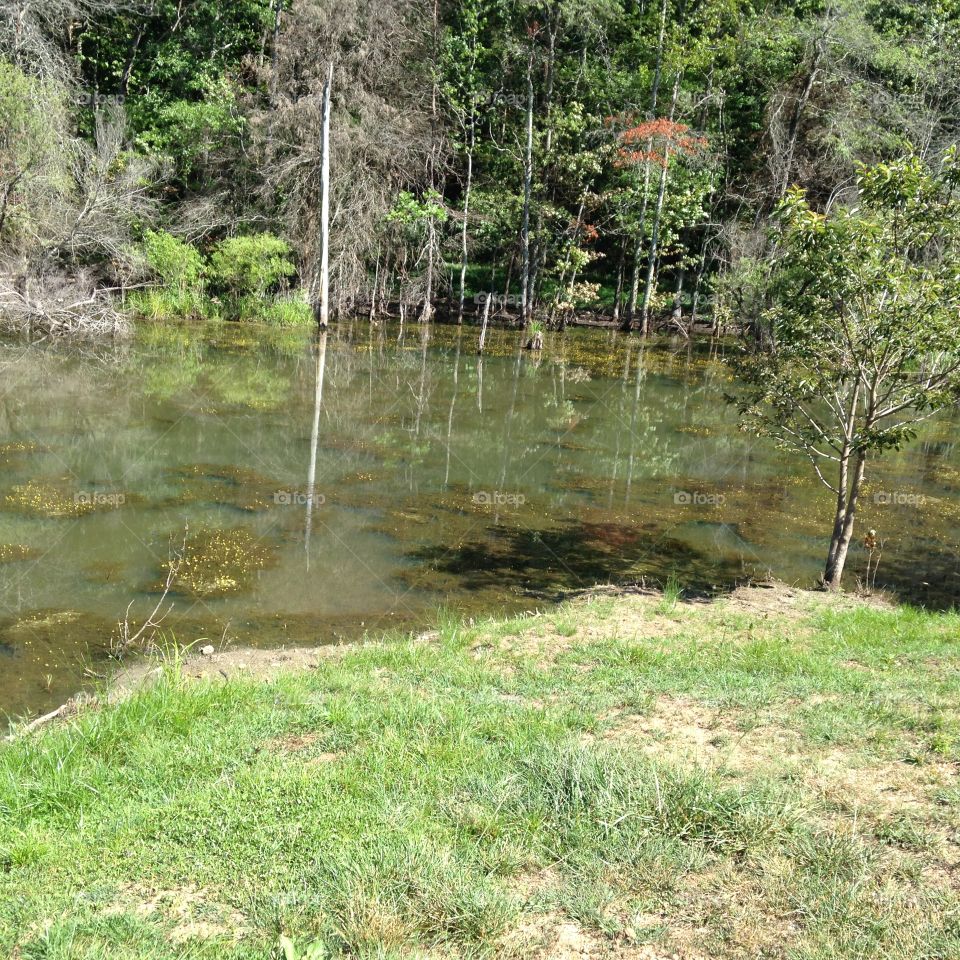 Hidden Pond