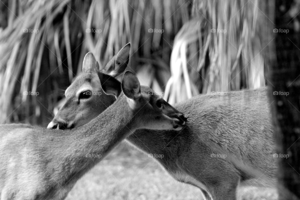 Close-up of two deer