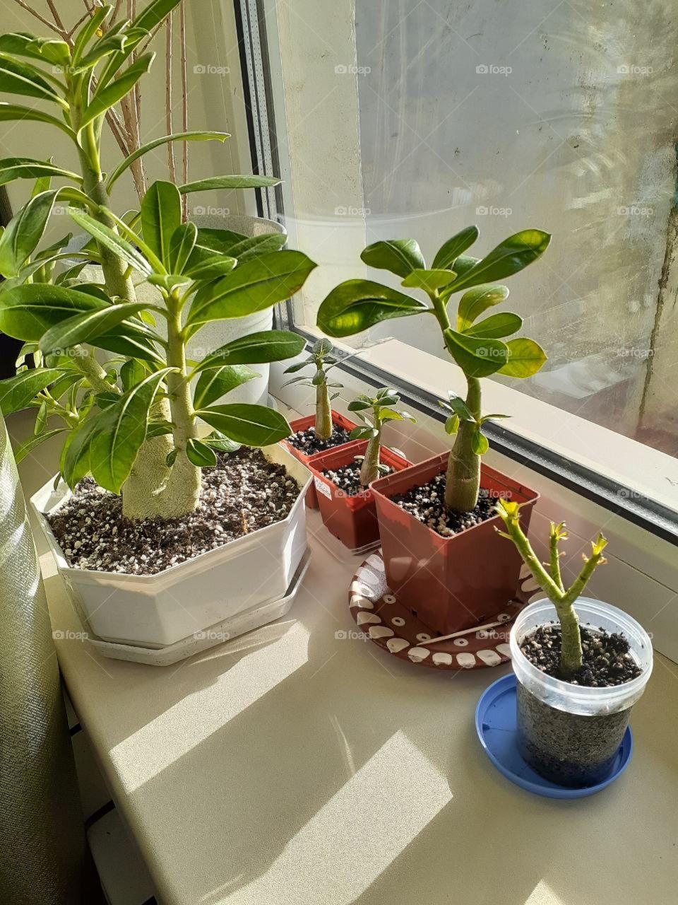 Room plants