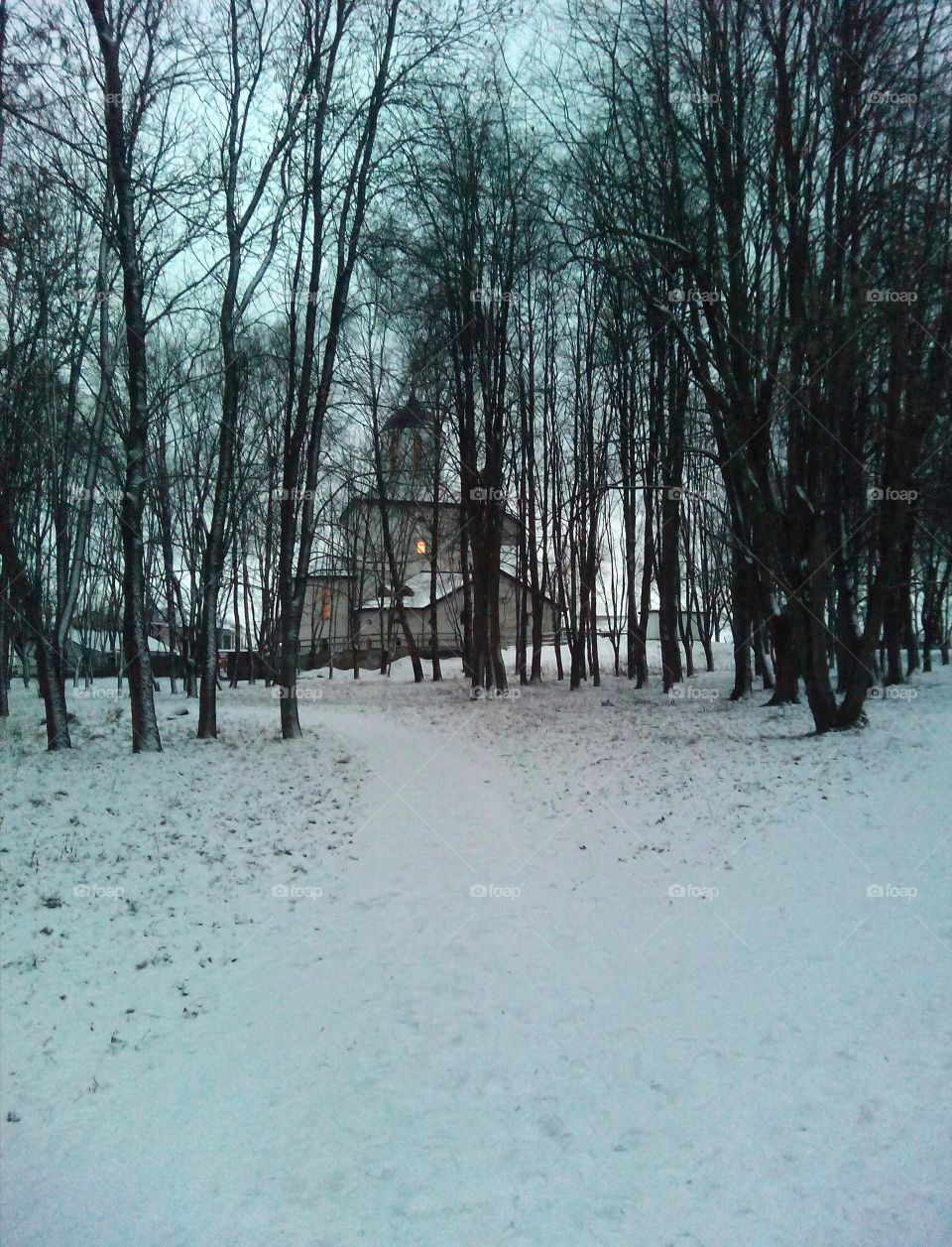 Winter, Snow, Tree, Wood, Weather