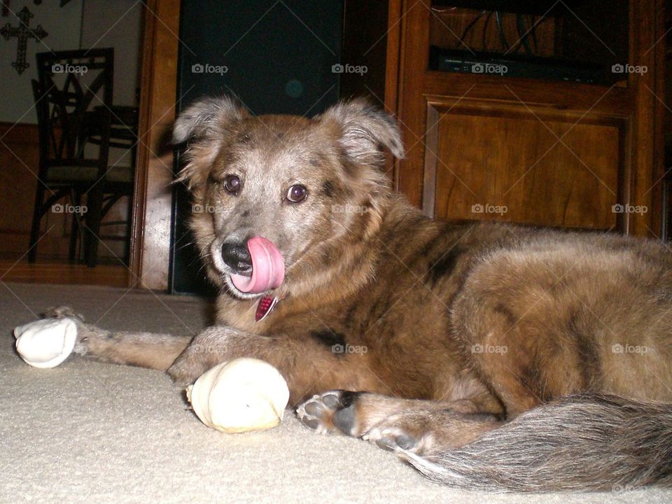 Dog with bones