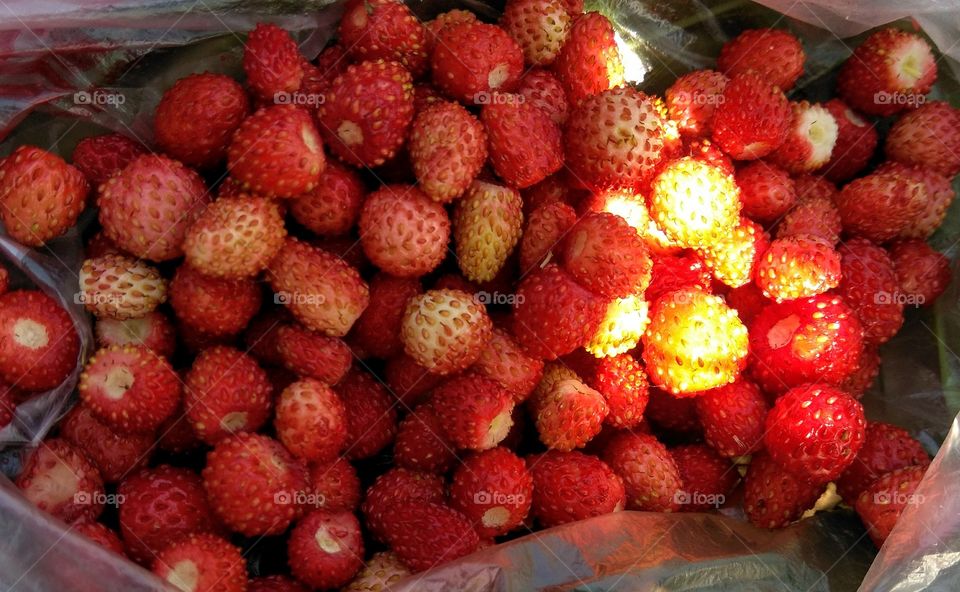 wild strawberries summer food