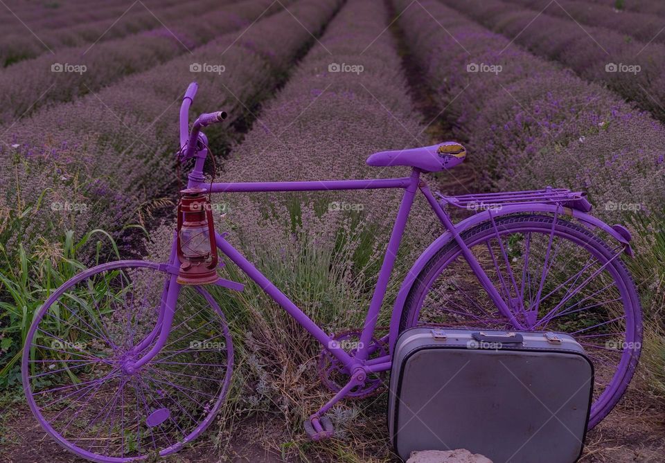 Lonely bicycle in purple