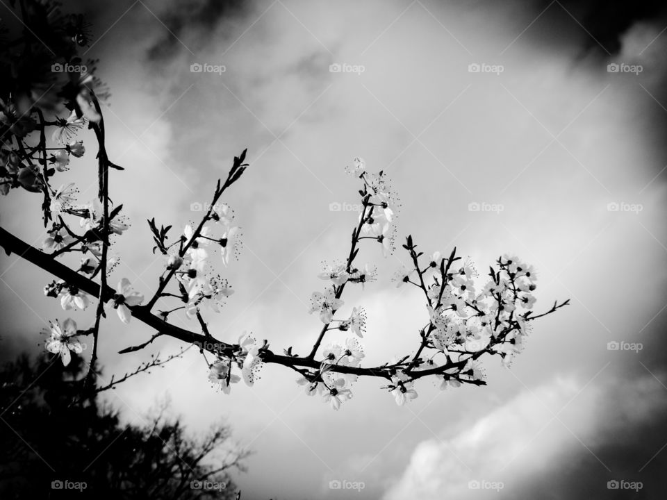 fruit tree blossom - monochrome 