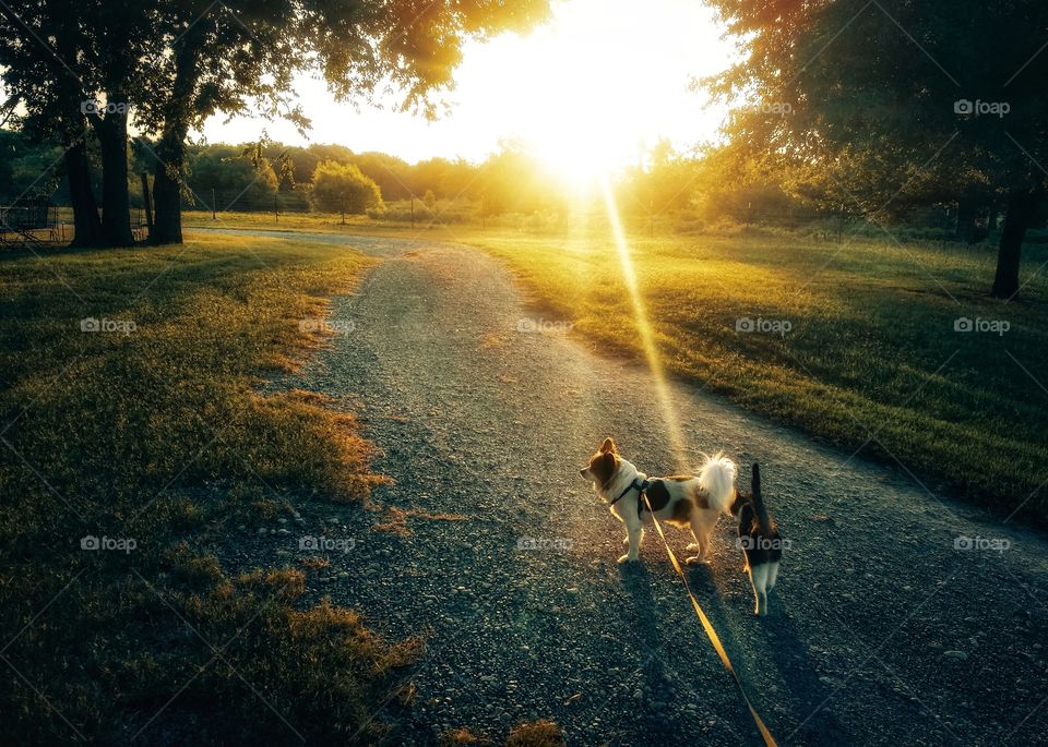 Early morning walk with friends in the golden sunrise on a country road