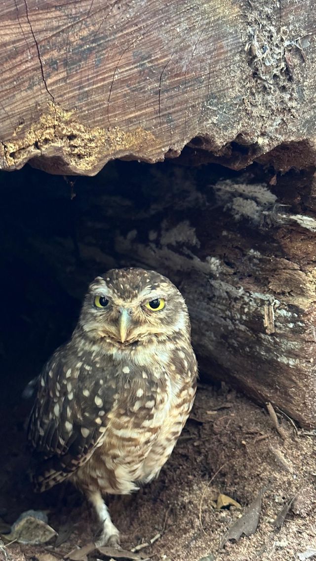owl 