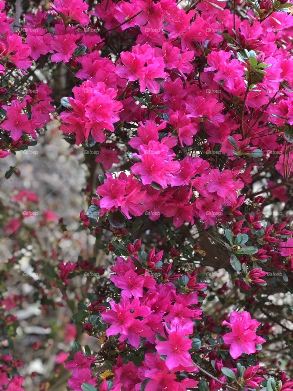 Azalea 