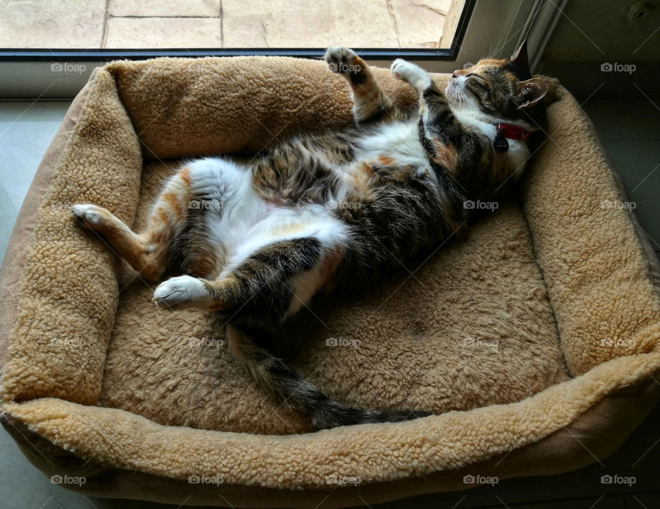 Cat sleeping in a cat bed.