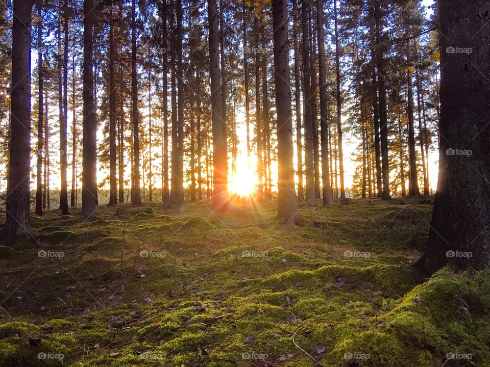 Sunlight in the forest