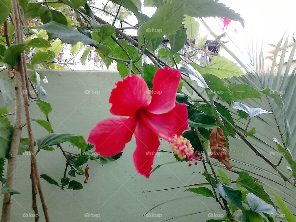 Hibiscus flower in my home