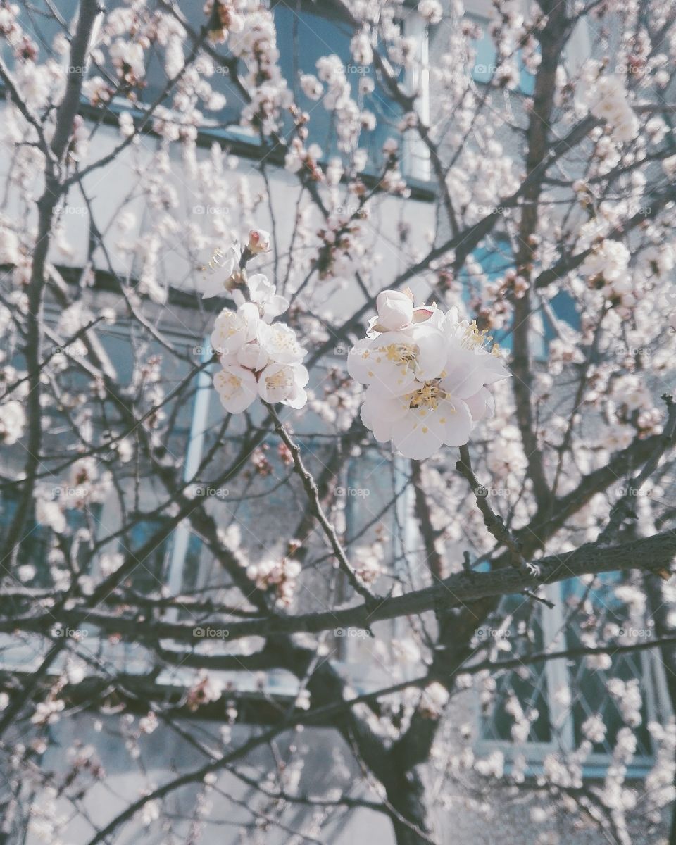 spring cherry bloom