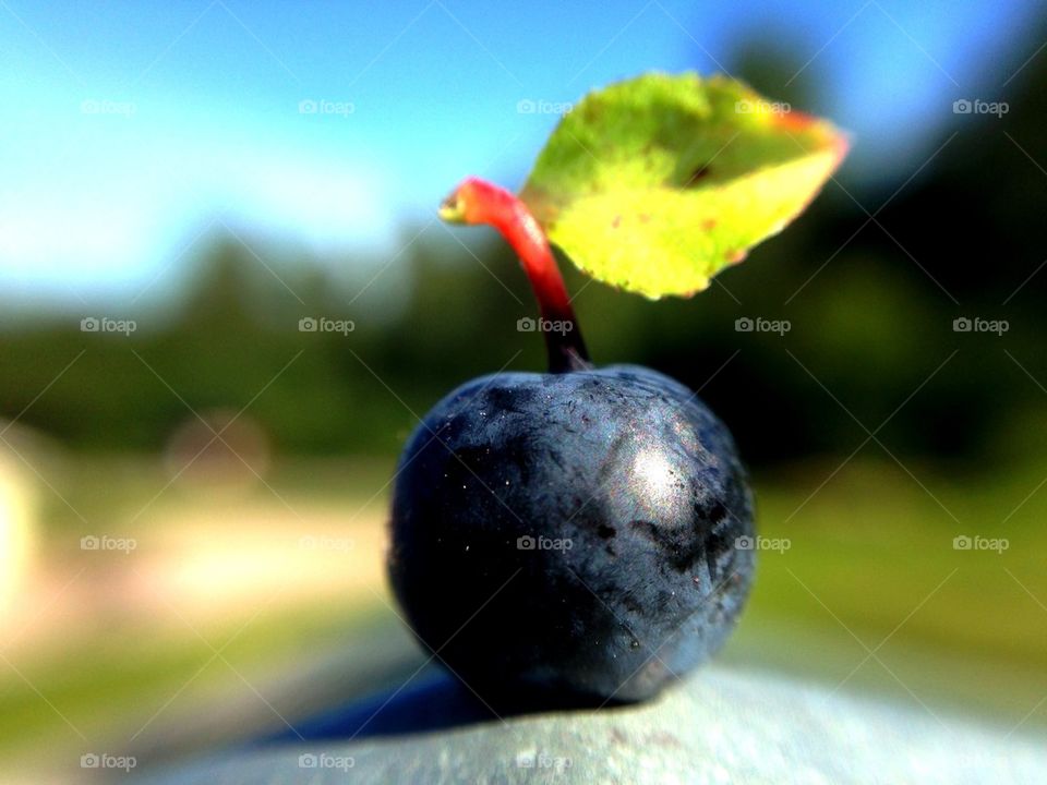 Close-up of blueberry with leaf