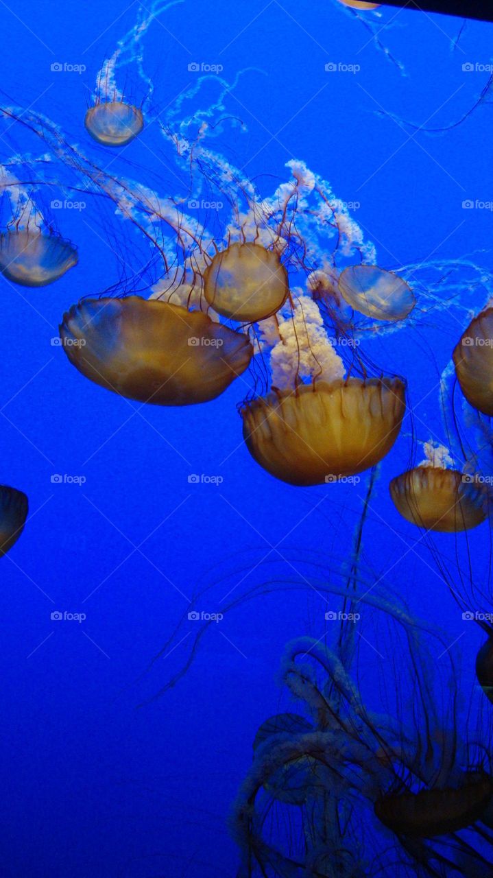 Jellyfish at Monterey Aquarium, CA