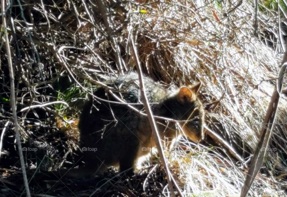 aussie marsupial