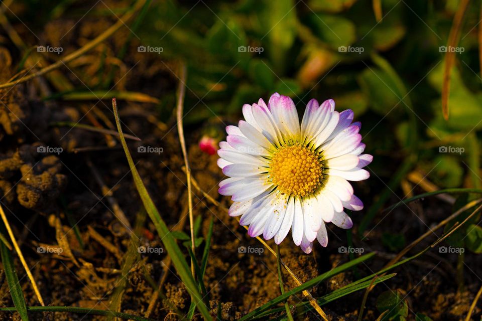 a beautiful white flower, found in the botanical garden, just taking advantage of the sun and the good weather