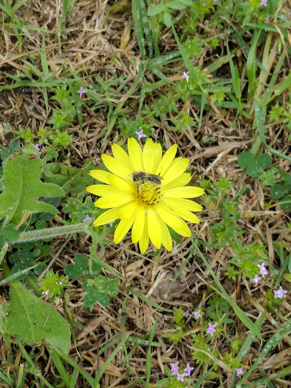 bright dandelion