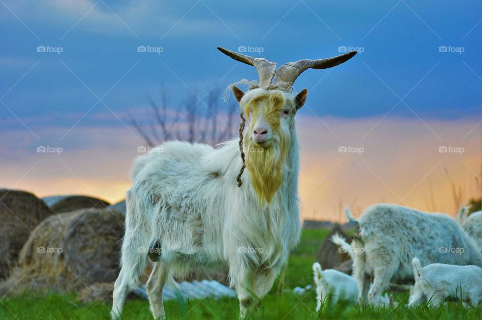 High angle view of goat