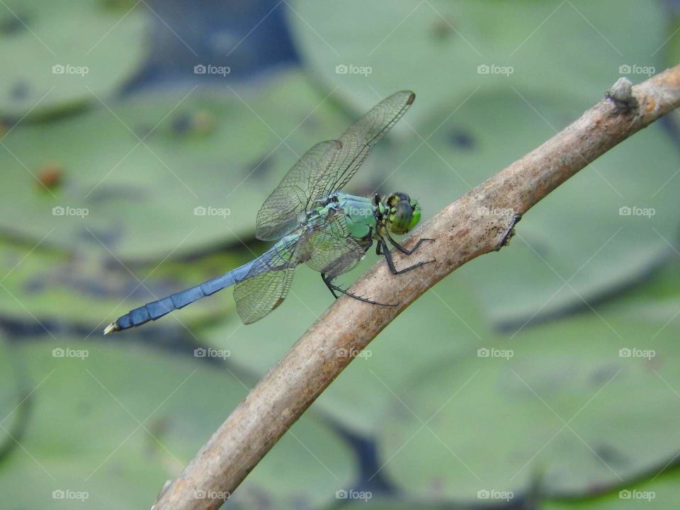 Dragonfly