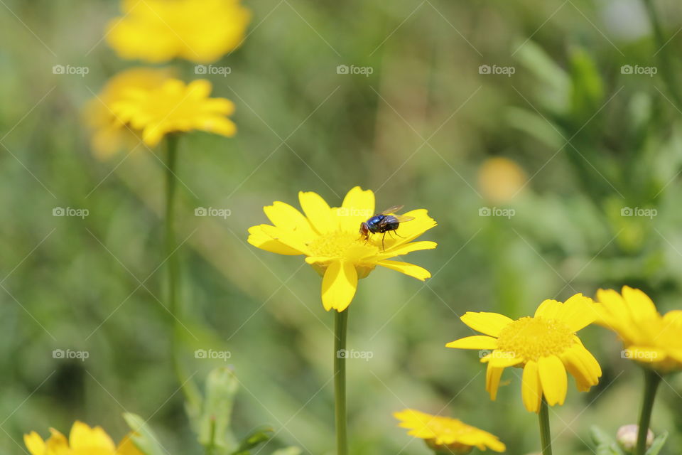 flower yellow fly blue garden honey