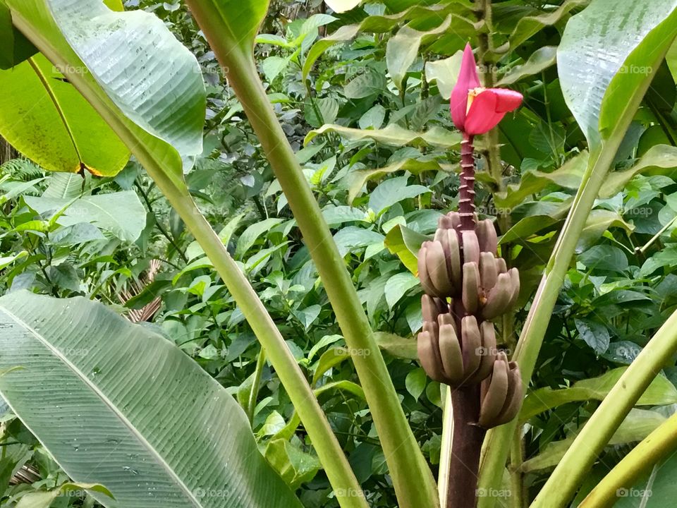 Bananas at Hawaii Tropical Botanical Garden