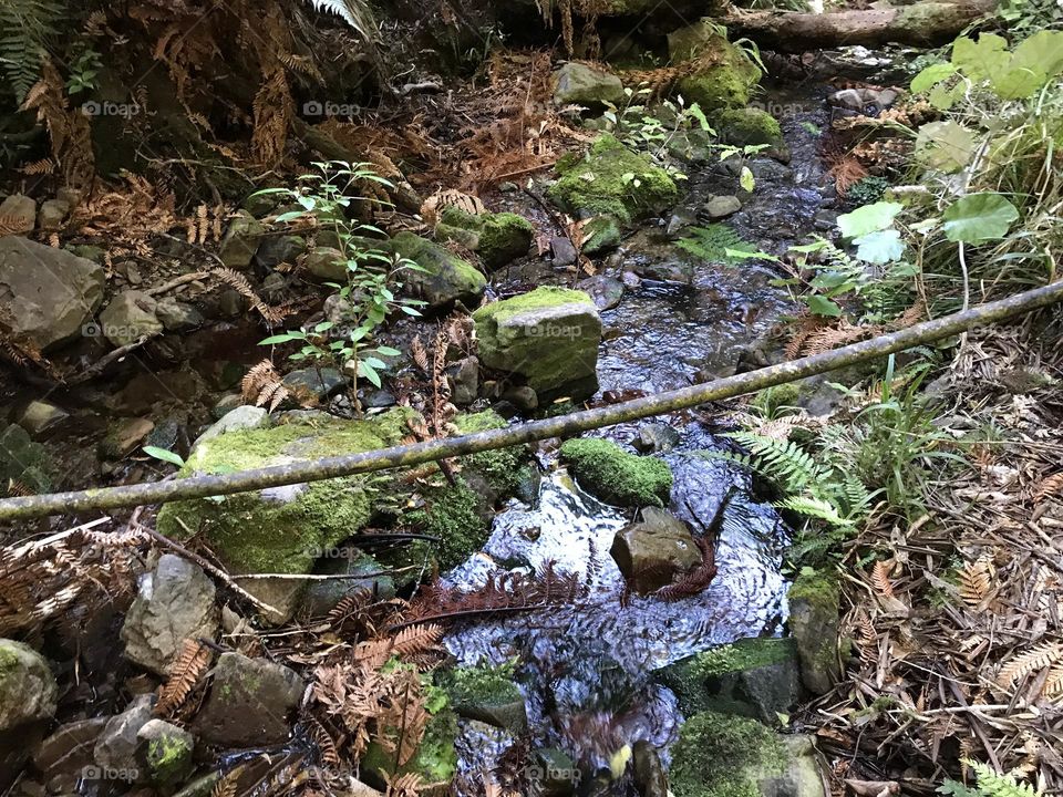 A small stream running through natural forest 