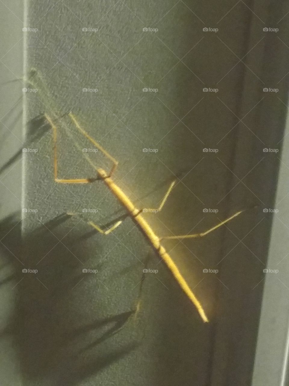 A stick bug.