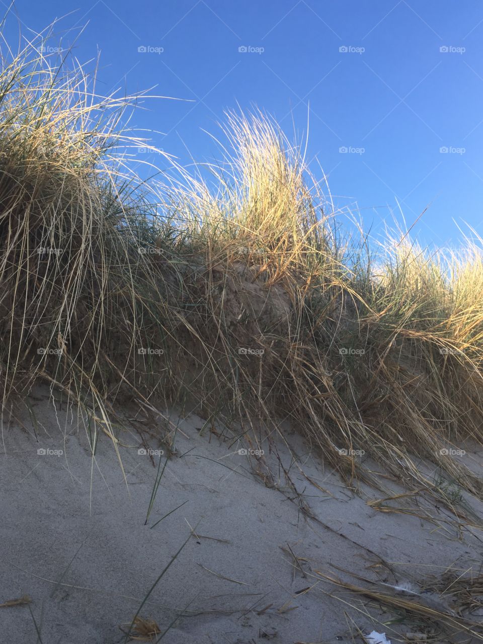 Beautiful beach grass 
