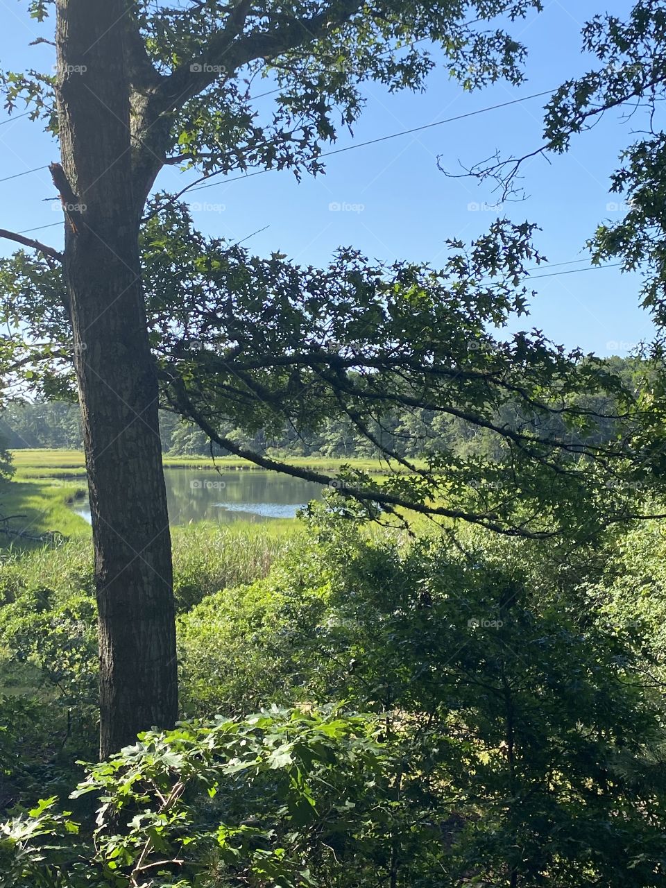 Marsh off Cape Cod Rail Trail, #2