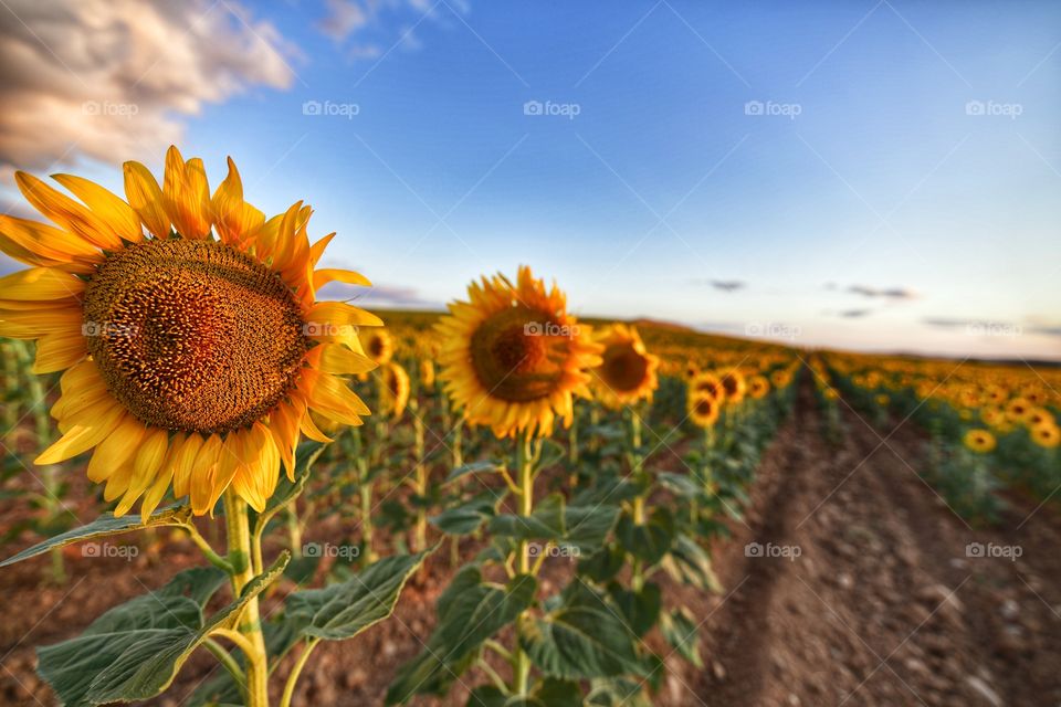 Girasoles