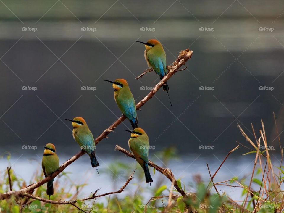  Rainbow Bee-eater