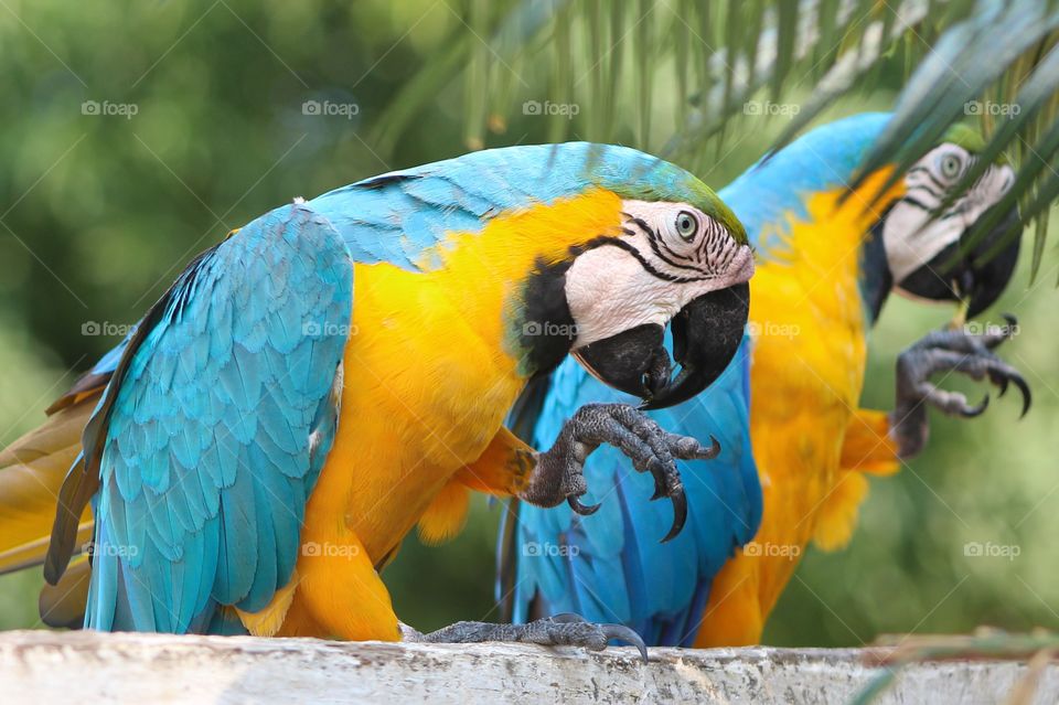 Blue-and-yellow macaw (Ara ararauna) in its natural habitat. The blue and yellow bird bows its head and cleans its paw.