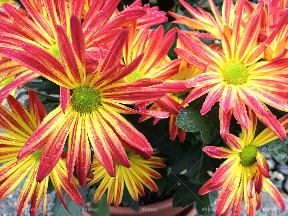 No Person, Nature, Flower, Summer, Flora