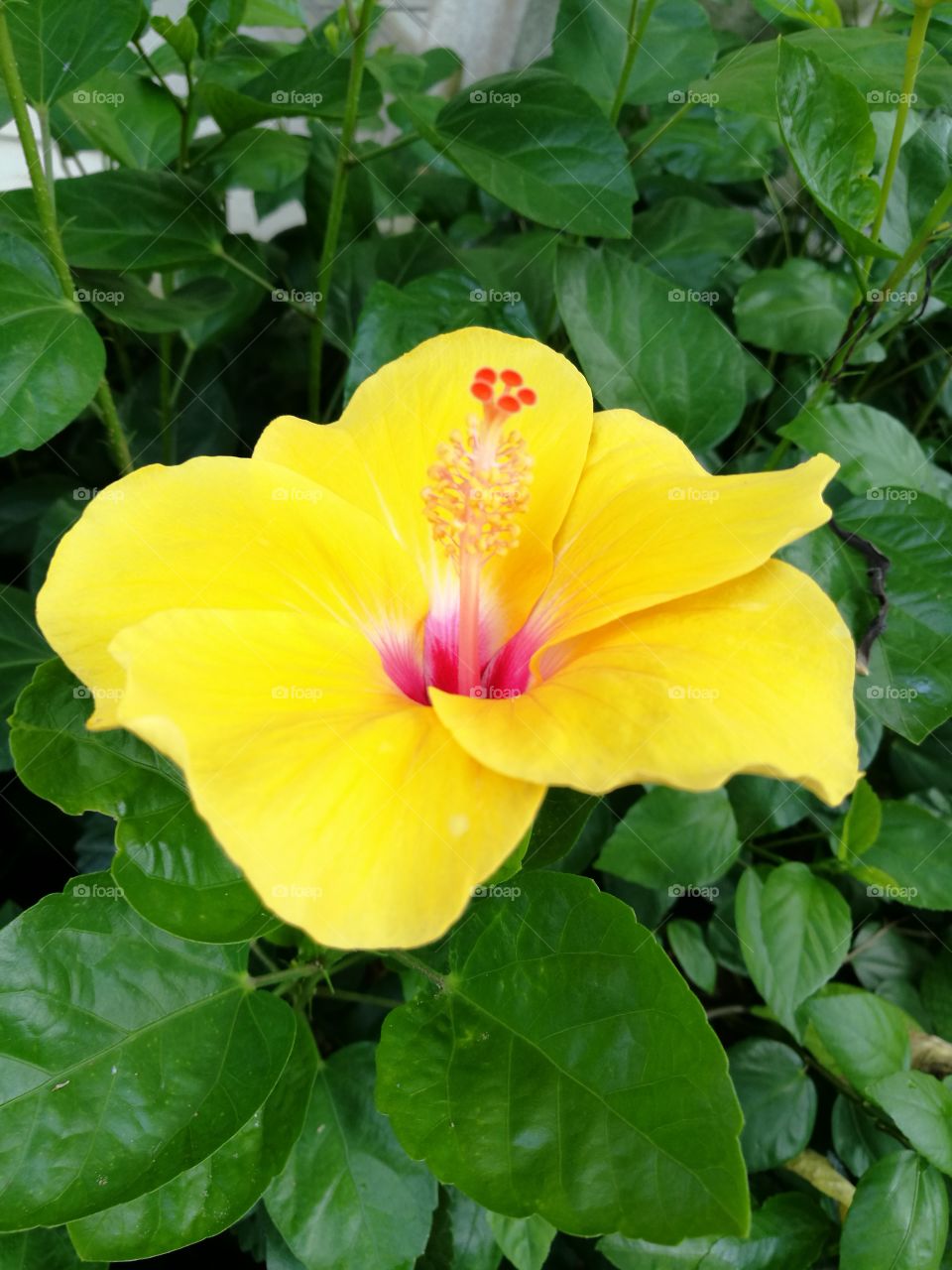 Closeup of bright yellow hibiscus blooming on green leaf background.