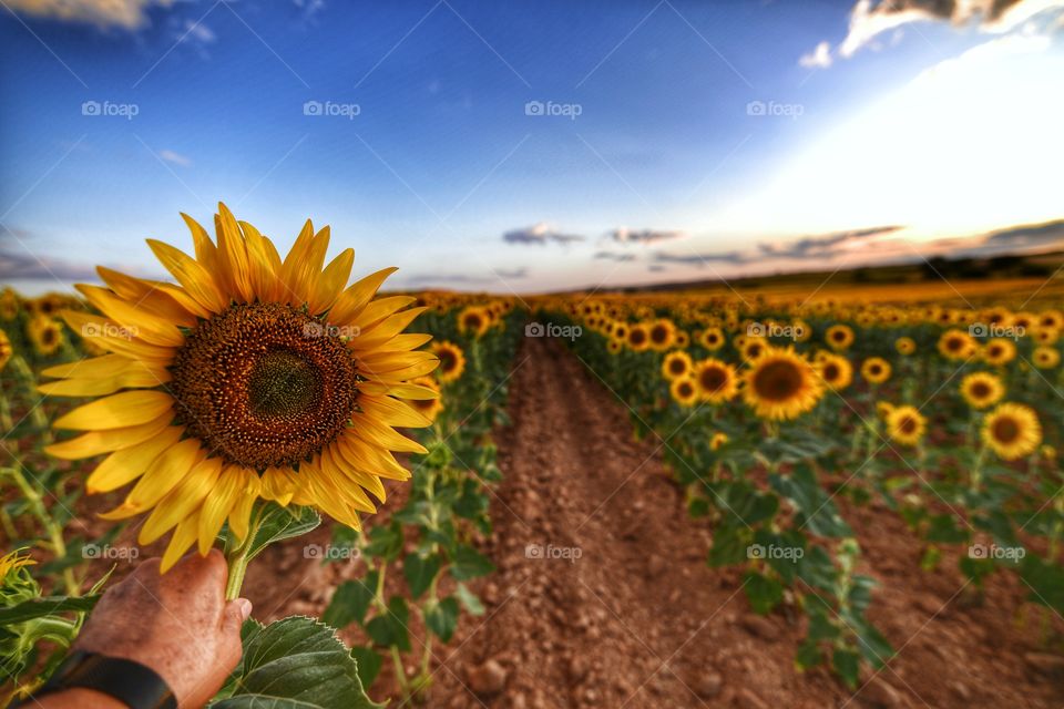 Girasoles