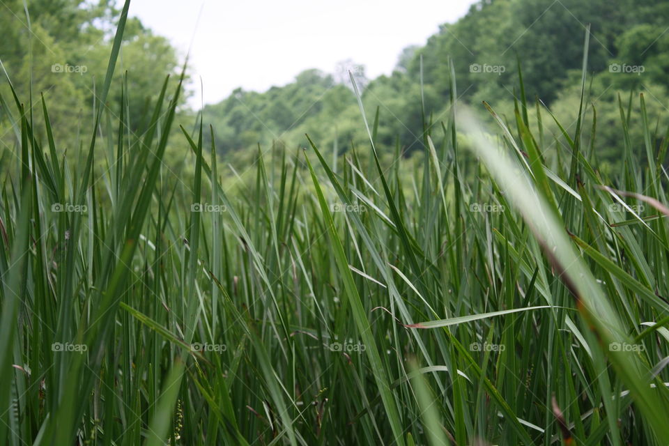 Grasses grow large and beautiful near a pond in Kentucky. 