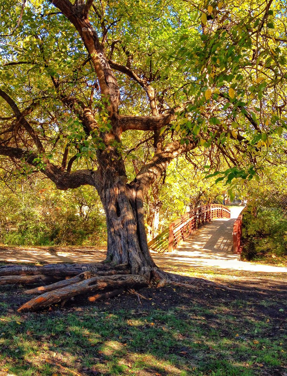 Tree and bridge in background