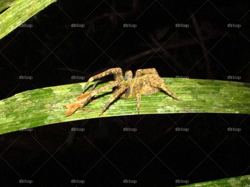 Aracnídeo, aranha, floresta, animais peçonhentos, aranha na folha, spider, Amazônia, aranha armadeira, Phoneutria.