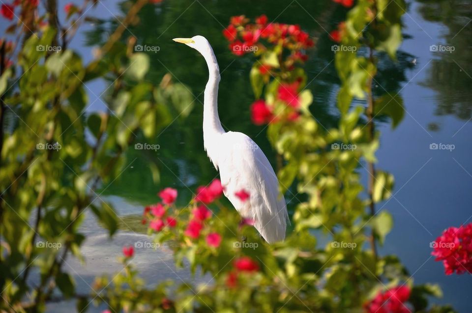 Snowy Egret