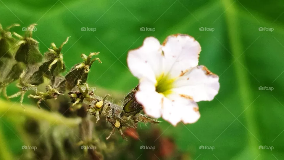 white flowers