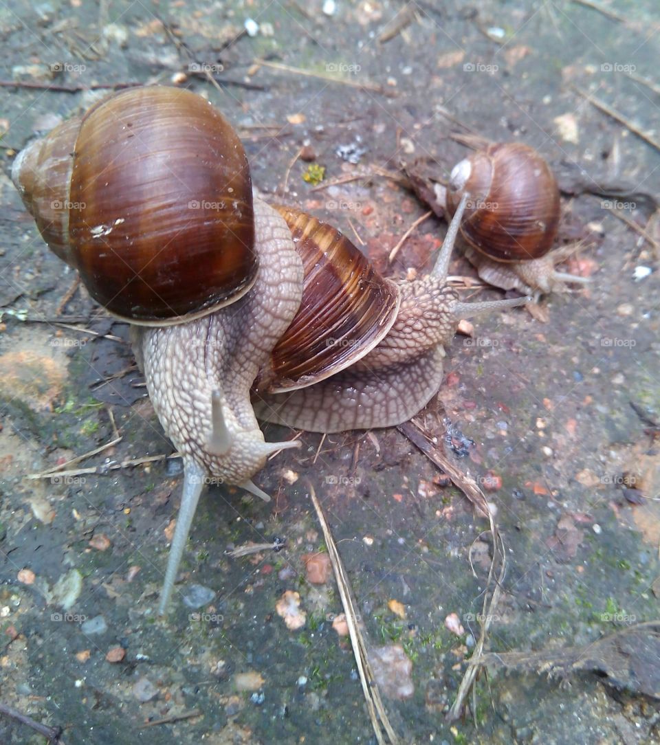 snails