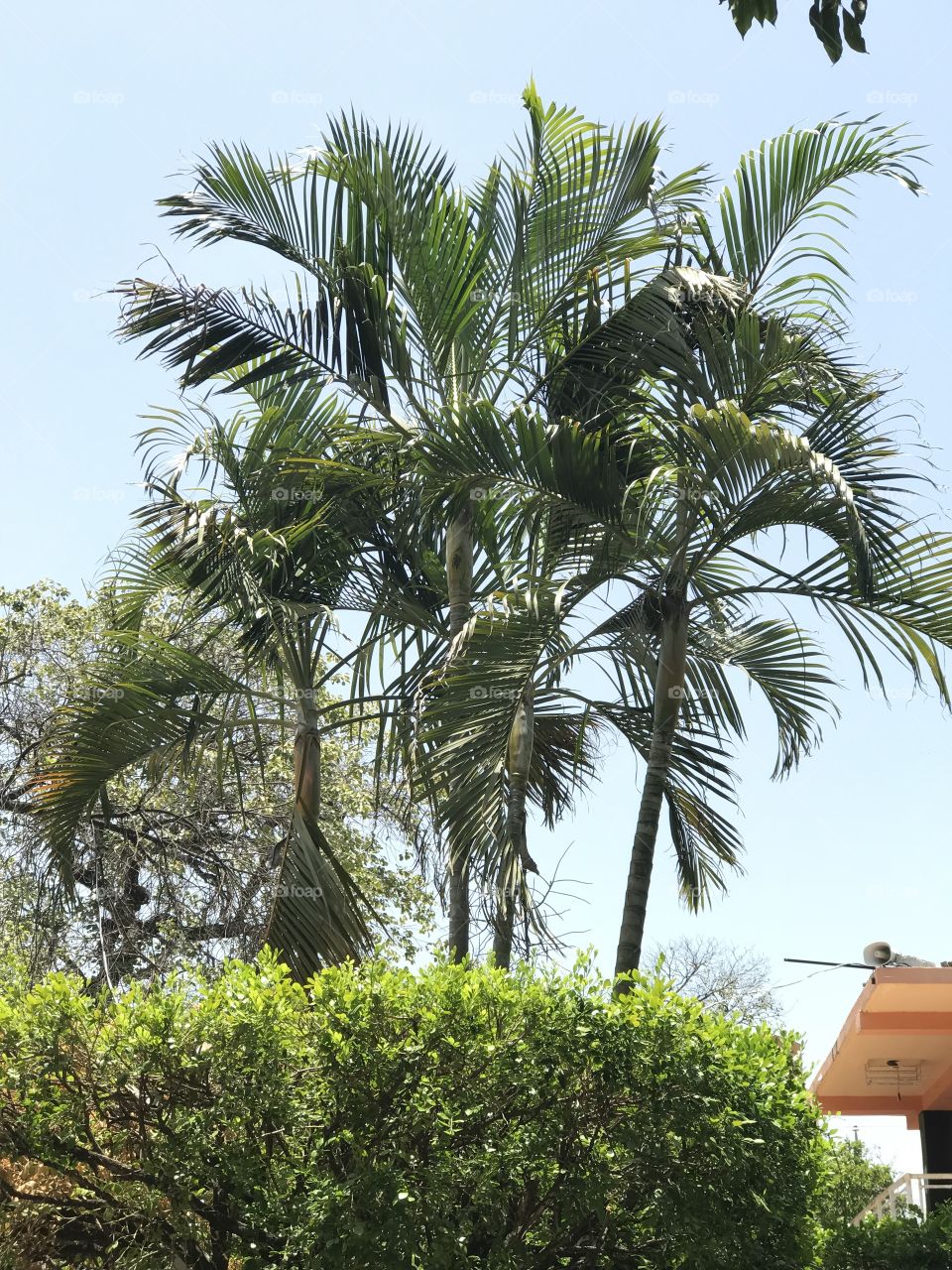 Beautiful palm trees in Guatemala 