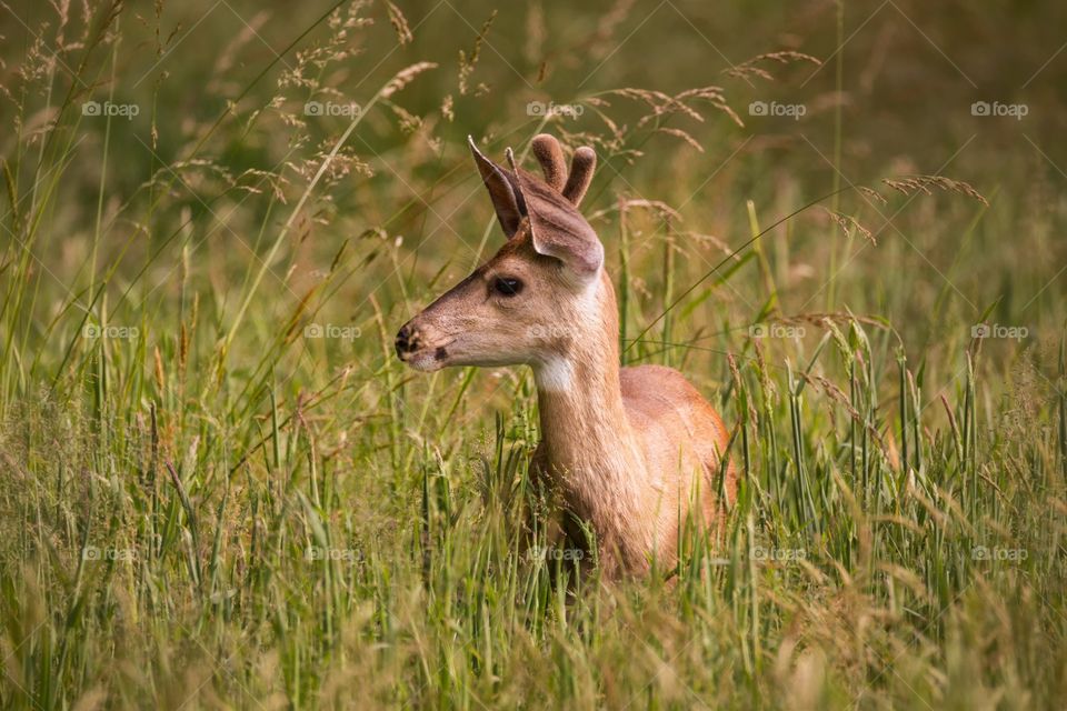 Stag on meadow