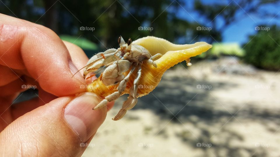 Hermit crab, La Digue, Seychelles