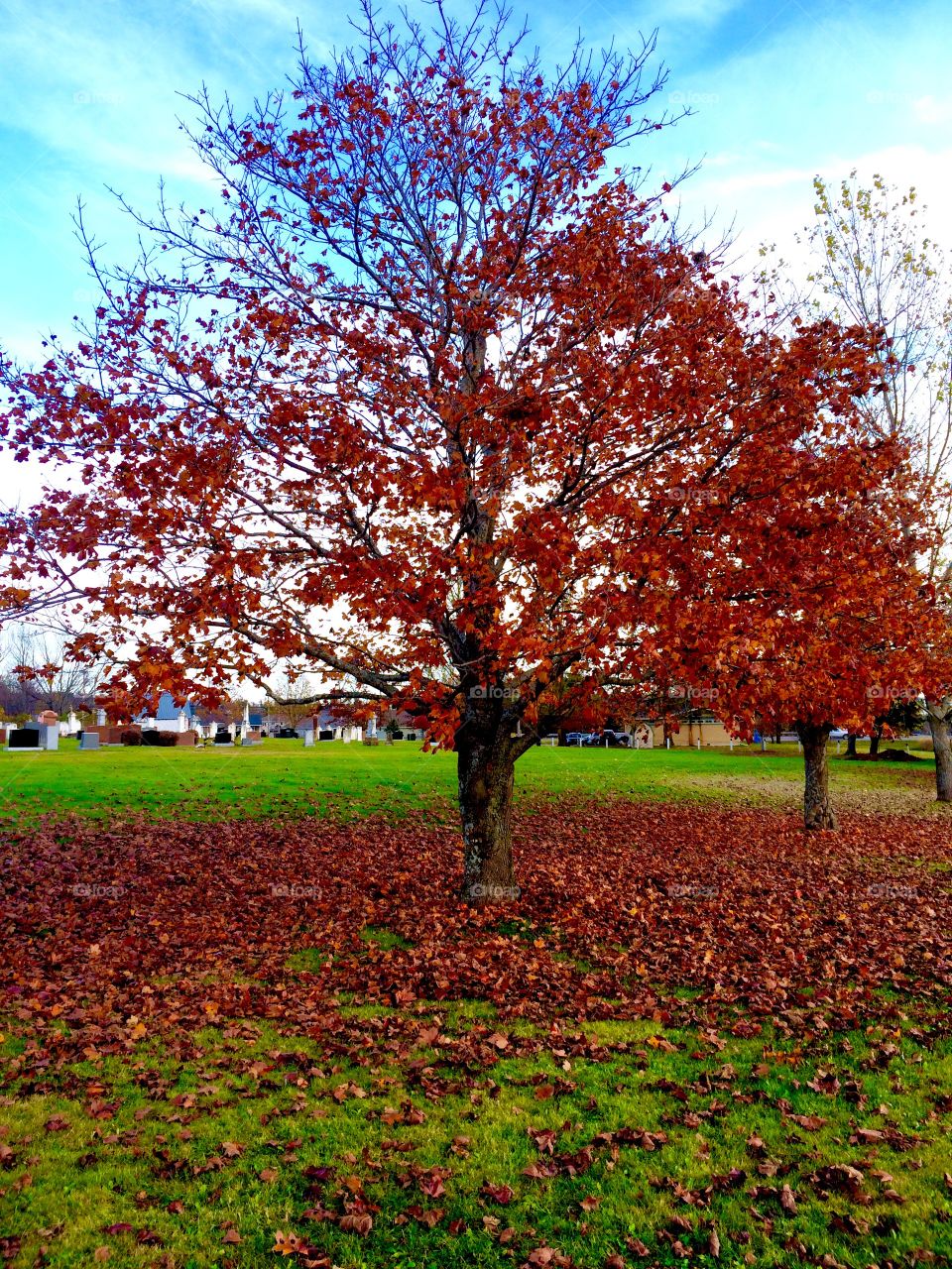 Red Maple Tree