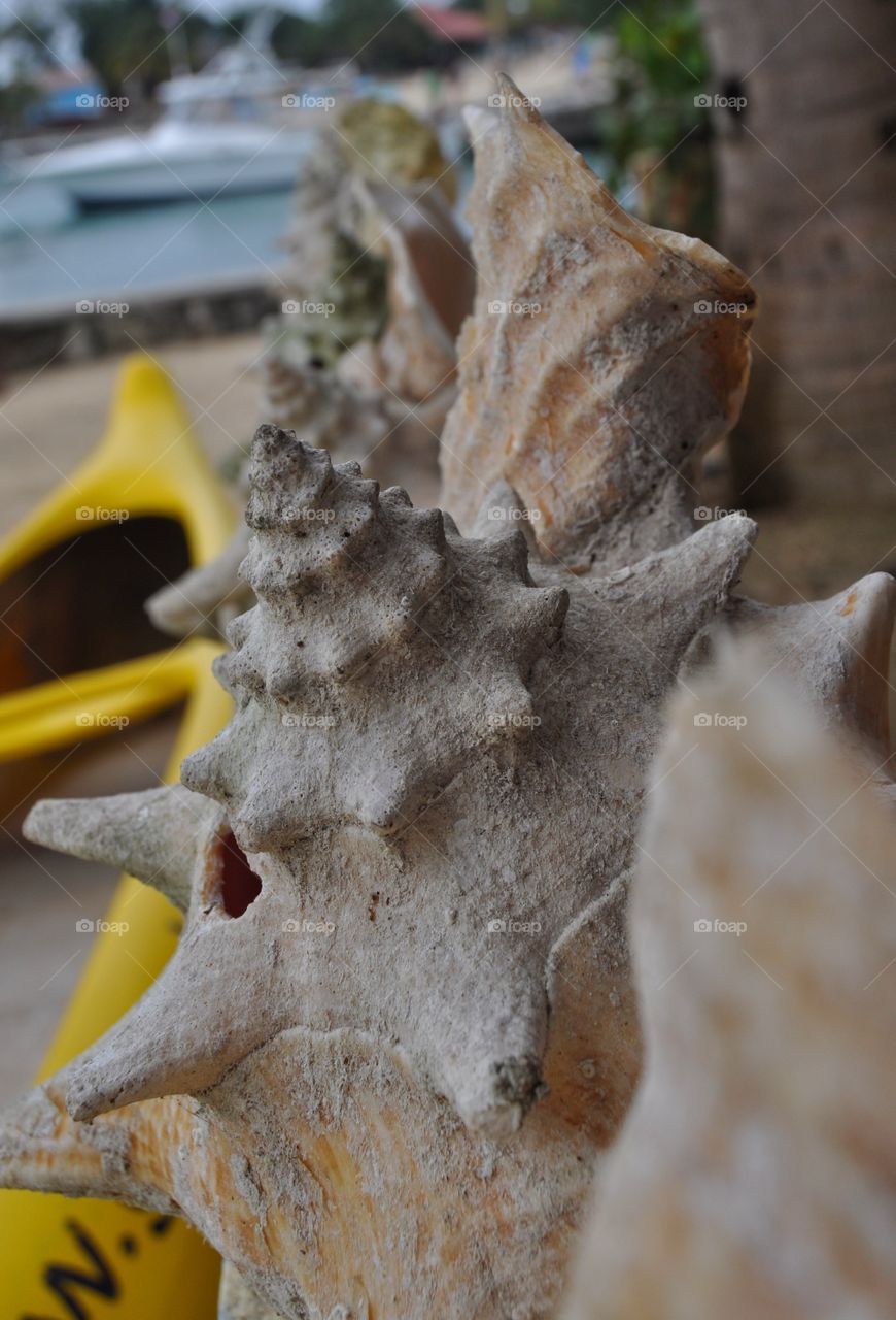 big tropical shells on Dominican Republic beach