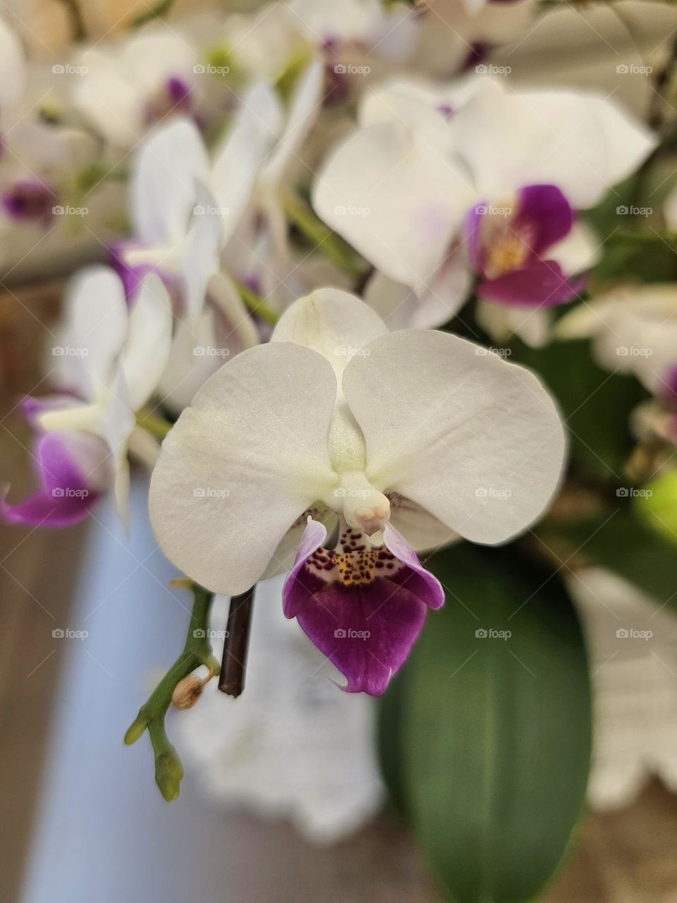 White and purple orchid